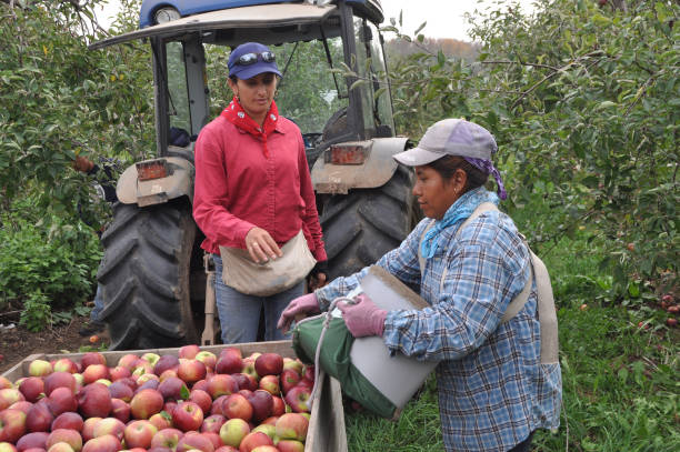 mujeres trabajadores agrícolas recogida de manzana - farm worker fotografías e imágenes de stock