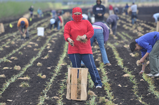 Mexican farmworkers plant onions by hand in the Spring in Upstate New York.
