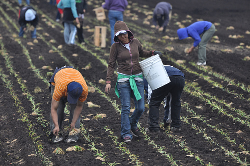 Mexican farmworkers plant onions by hand in the Spring in Upstate New York.