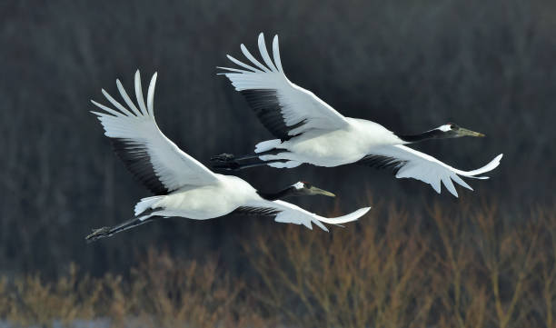 istock The red-crowned crane in flight 1064202418