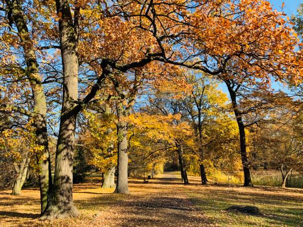 istock Public park in fall time in Europe 1064202676