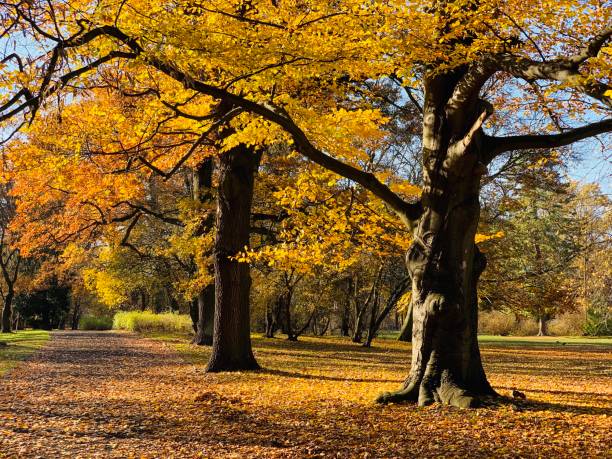 istock Public park in fall time in Europe 1064202706