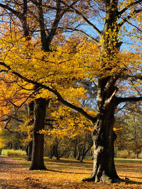istock Public park in fall time in Europe 1064202728