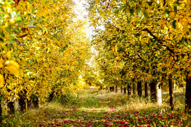 istock ripe apples in an orchard in autumn 1064202784