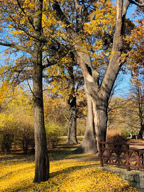 istock Public park in fall time in Europe 1064202828