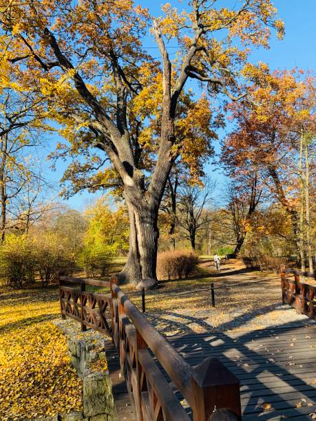 istock Public park in fall time in Europe 1064202830