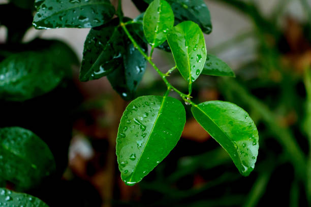 istock Green leaves with drops of water 1064202952