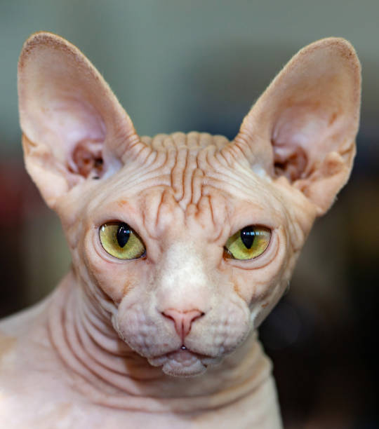 istock Portrait of sphinx cat with yellow eyes. 1064203256
