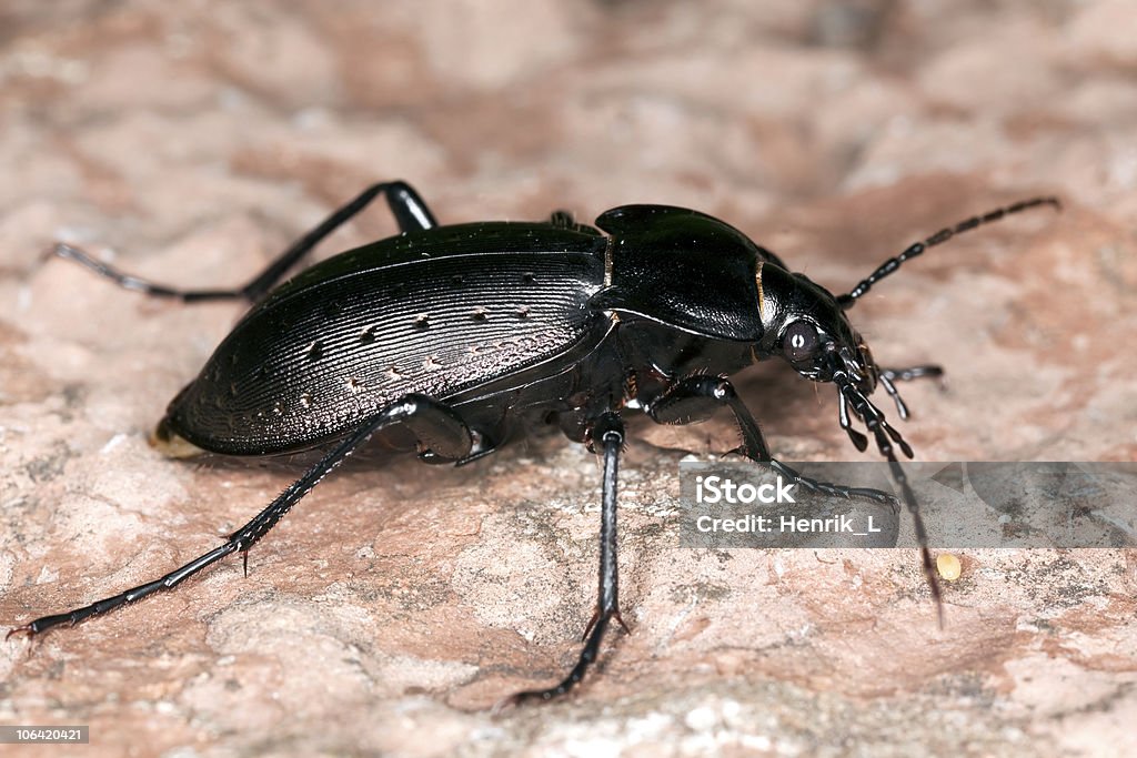 Ground beetle (Carabus hortensis) Ground beetle (Carabus hortensis). Extreme close-up. Animal Stock Photo