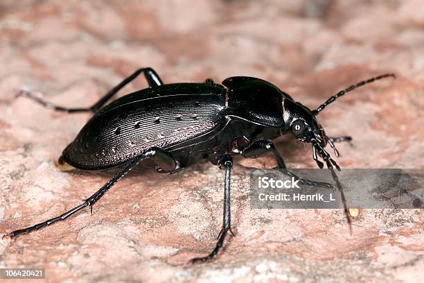 Ground Beetle Stock Photo - Download Image Now - Animal, Animal Antenna, Animal Wildlife