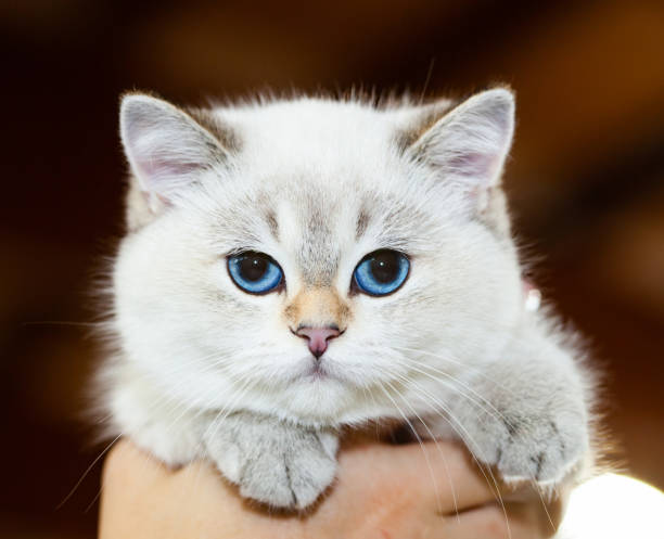 istock British Cat white color with blue eyes 1064204866