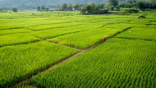 Aerial view from Drone plantation agriculture rice field Aerial view from Drone plantation agriculture rice field farmer working in farming. thailand rice field stock pictures, royalty-free photos & images