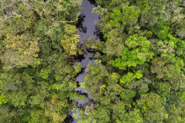 istock Tropical Rainforest Top of View 1064205440
