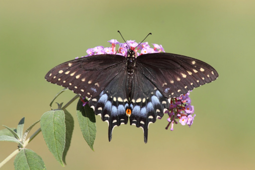 Red-spotted Purple on flowers.