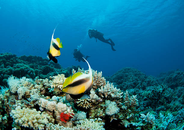 Scuba Diver silhouetted with bannerfish  dahab photos stock pictures, royalty-free photos & images