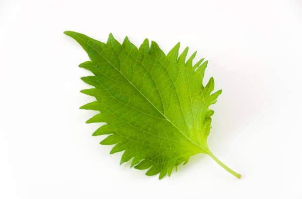 feuille de shiso vert frais sur fond blanc - shiso photos et images de collection