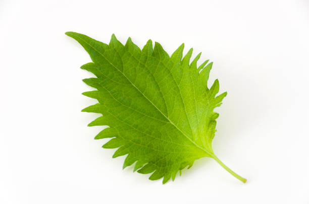 свежий зеленый лист шисо на белом фоне - shiso стоковые фото и изображения