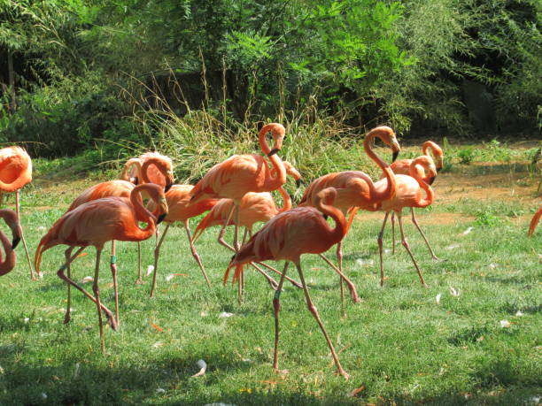 istock Pink Flamingos 1064206096