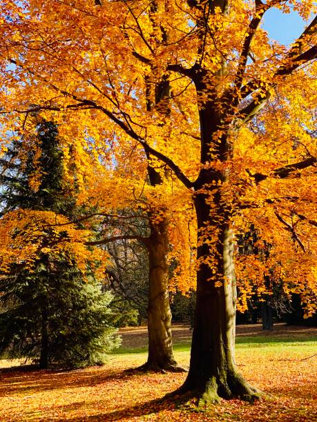 istock Public park in fall time in Europe 1064207458