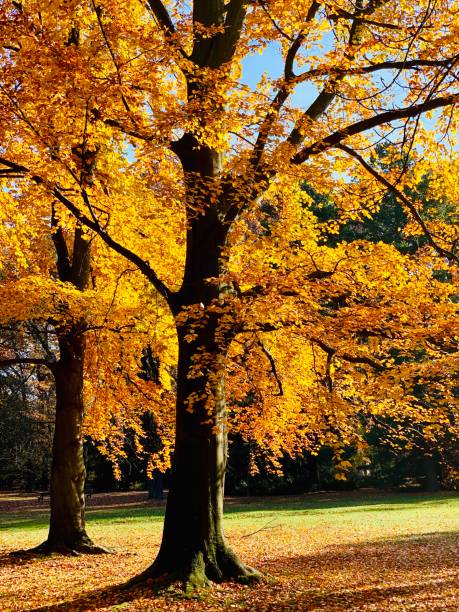 istock Public park in fall time in Europe 1064207474