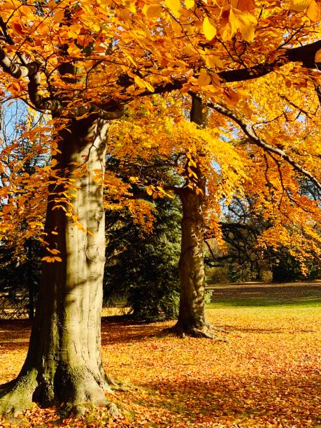 istock Public park in fall time in Europe 1064207478