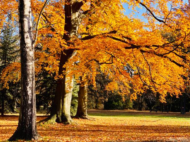 istock Public park in fall time in Europe 1064207492