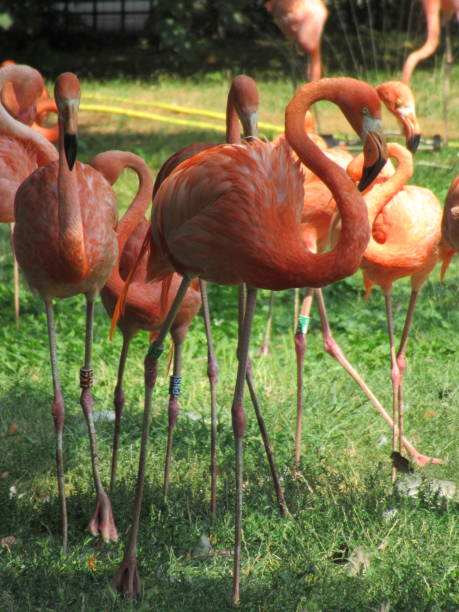istock Pink Flamingos 1064207720