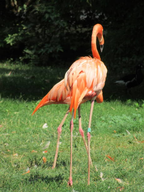 istock Pink Flamingos 1064207740