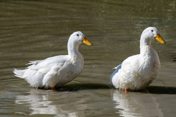 zwei schwere weiße peking-enten - white goose down stock-fotos und bilder