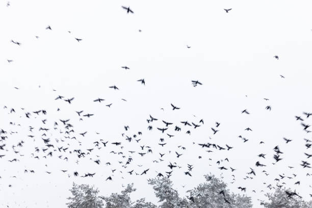 istock Flock of birds ravens flying in the snowy sky. 1064208082