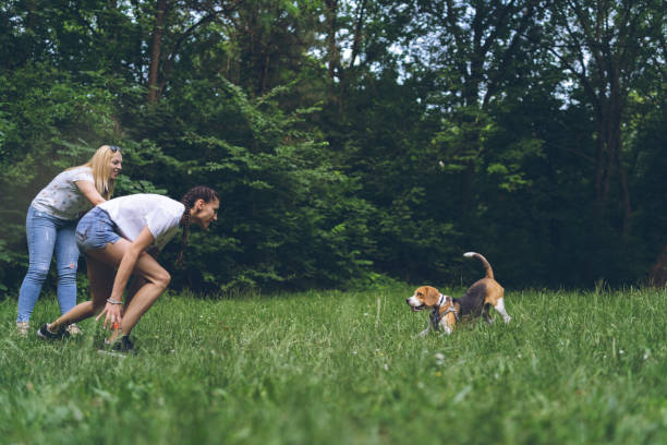 istock Two women playing with dog in a park 1064208088
