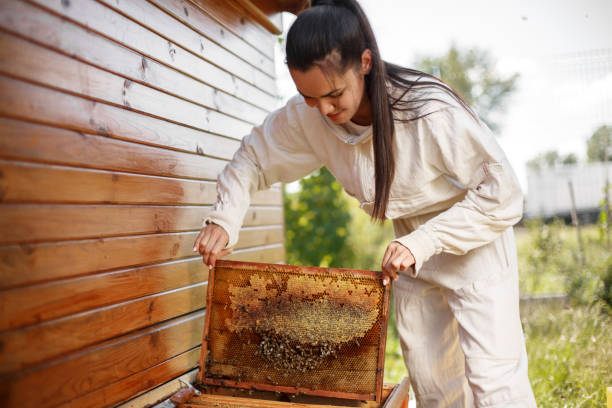 istock Young female beekeeper pulls out from the hive a wooden frame with honeycomb. Collect honey. Beekeeping concept. 1064208264