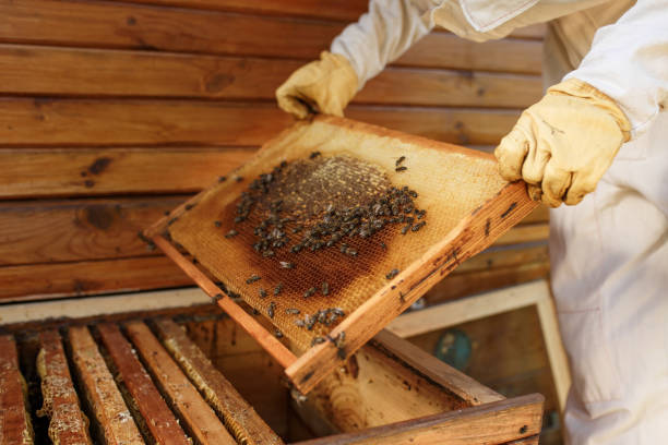 istock hands of beekeeper pulls out from the hive a wooden frame with honeycomb. Collect honey. Beekeeping concept. 1064208376
