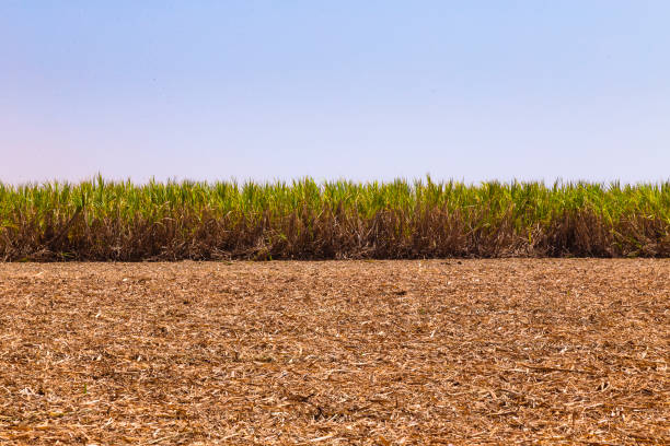 horizonte de cana-de-açúcar plantação - carrizo común fotografías e imágenes de stock