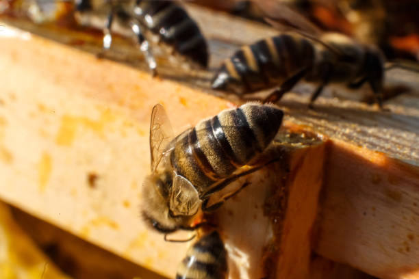 istock Closeup bee portrait on honeycomb in beehive. Apiculture concept 1064208702