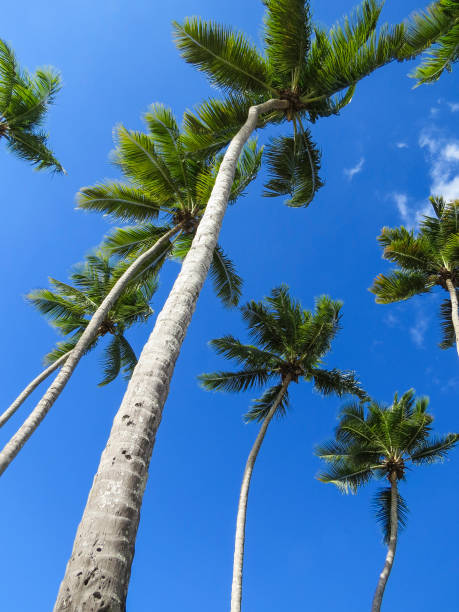 istock Caribbean palms and blue sky 1064208962