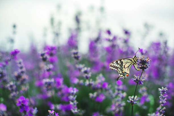 istock Lavender flowers with butterfly 1064209238