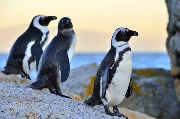 istock The African penguins 1064211760