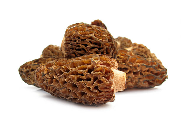 Type of mushroom called Morel Morchella on white surface stock photo