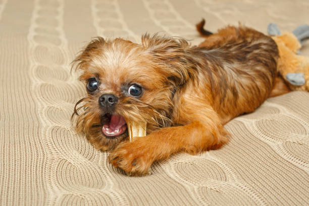 istock Brussels Griffon puppy and bone 1064214824