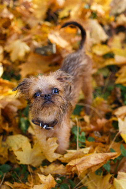 istock Brussels Griffon puppy for a walk 1064215010