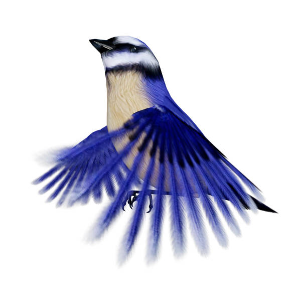 istock 3D rendering of a Florida scrub jay bird on white 1064215538
