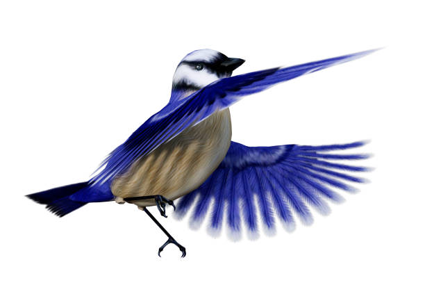 istock 3D rendering of a Florida scrub jay bird on white 1064215558