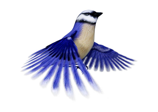 istock 3D rendering of a Florida scrub jay bird on white 1064215612