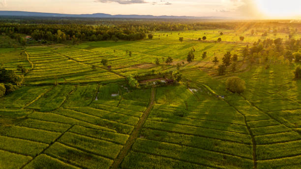 istock Aerial view rice terraces view the sunset from drone fly 1064215714