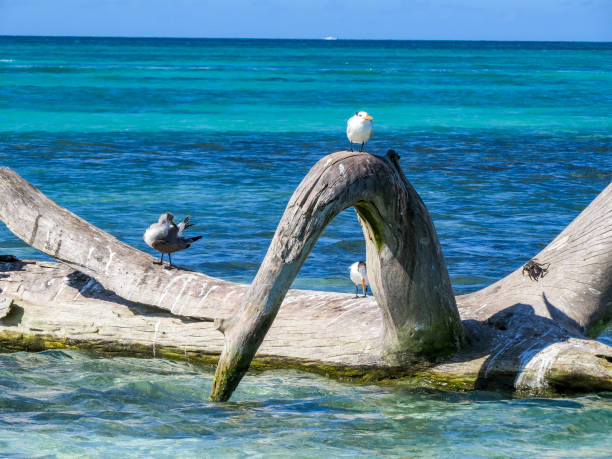 istock tree trunk in the turquoise sea with some small seagulls 1064215762