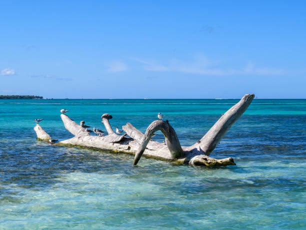istock tree trunk in the turquoise sea with some small seagulls 1064215766