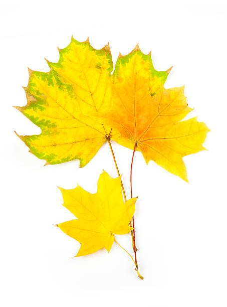 istock Autumn Maple Leaves / isolated on white 106421645