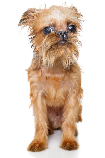 istock Brussels Griffon puppy 1064216848