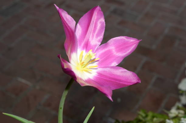 istock Spring flowers in the garden 1064218244
